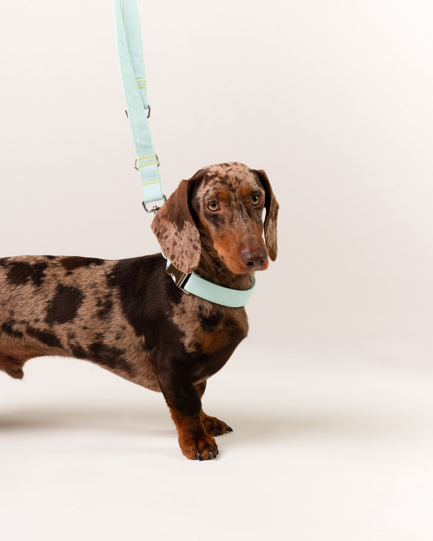 Hundeleine Tropical Acai - 3-Fach verstellbar