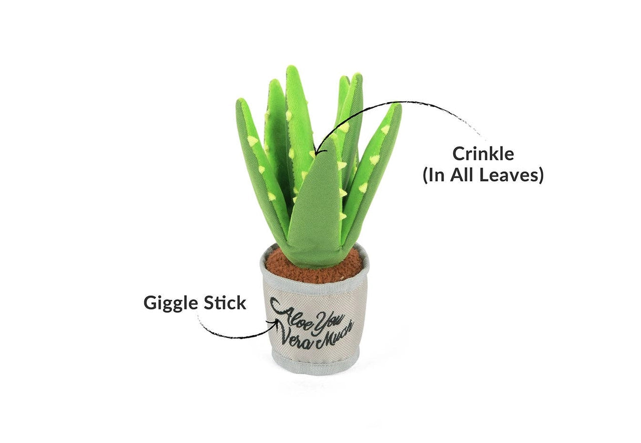 Aloe You Vera Much Pflanze