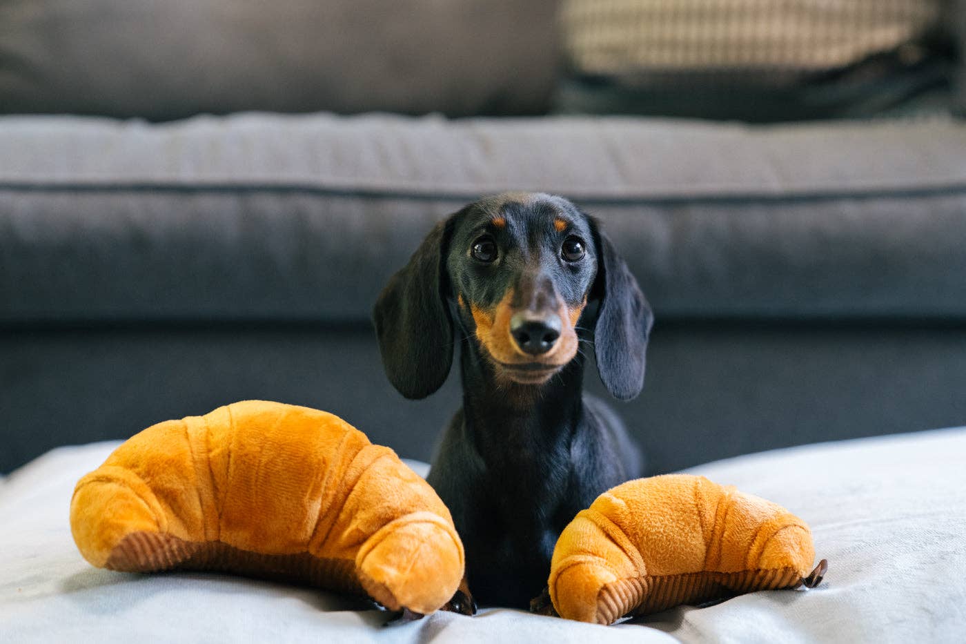 Barking Brunch