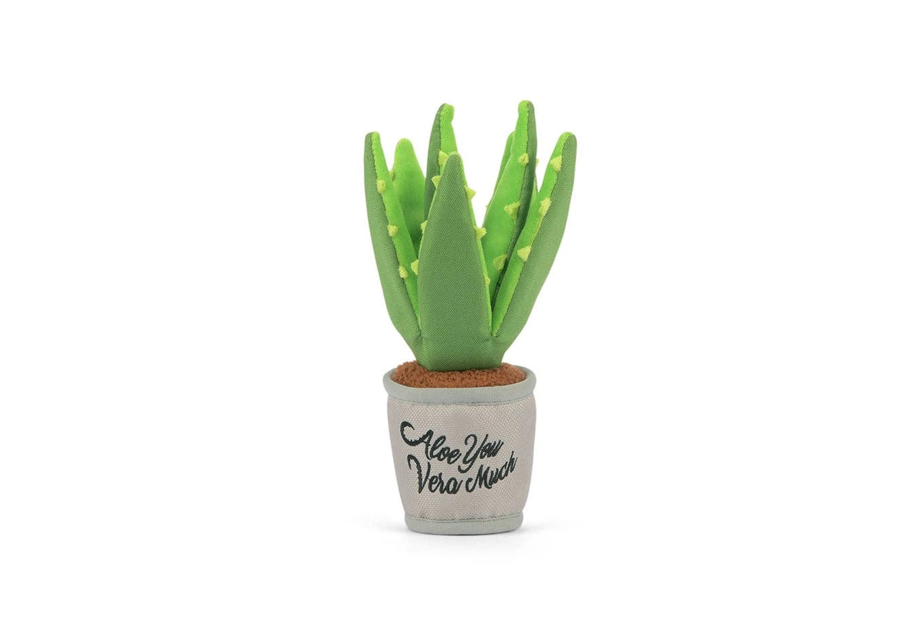 Aloe You Vera Much Pflanze