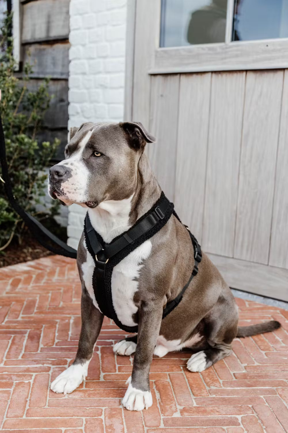 Hundegeschirr Aktiv Teddy Schwarz