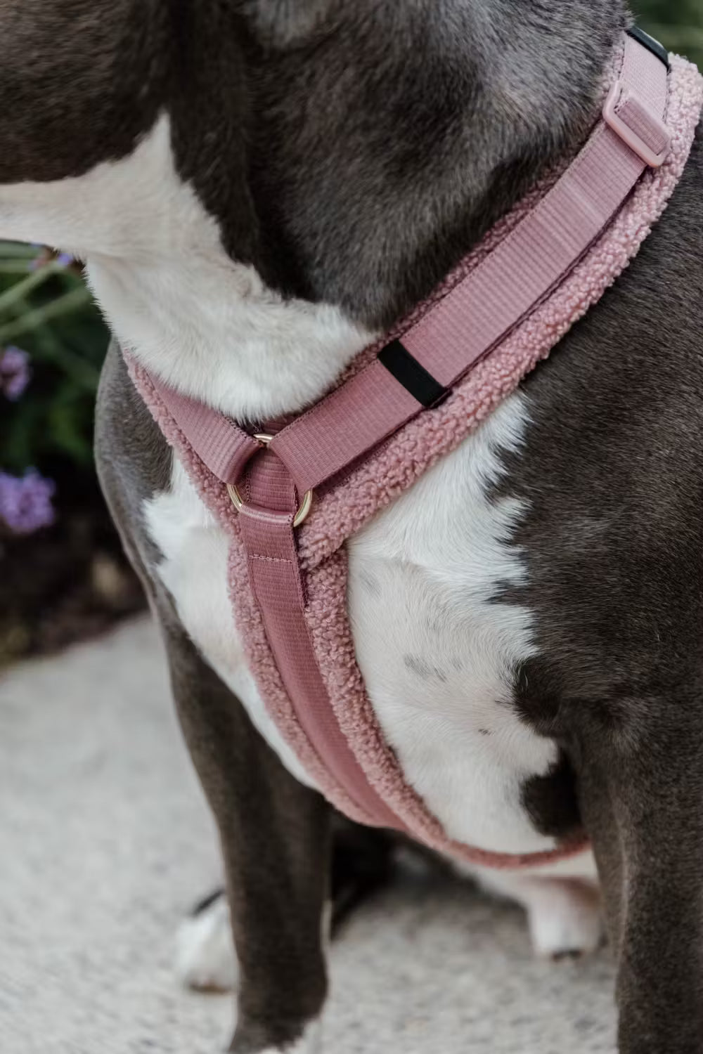Hundegeschirr Aktiv Teddy Rosa