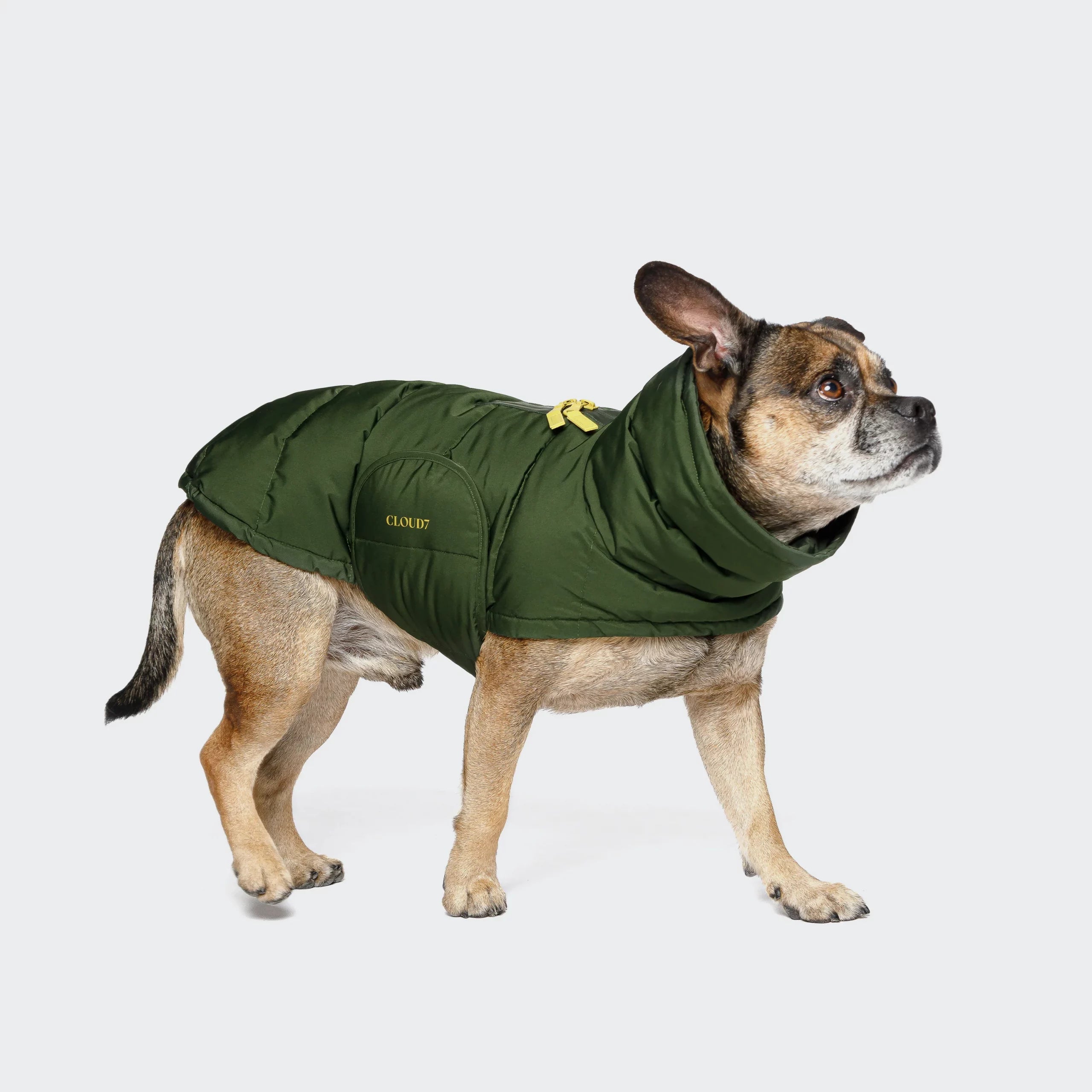 Wintermantel Alaska Fr. Bulldogge Olive