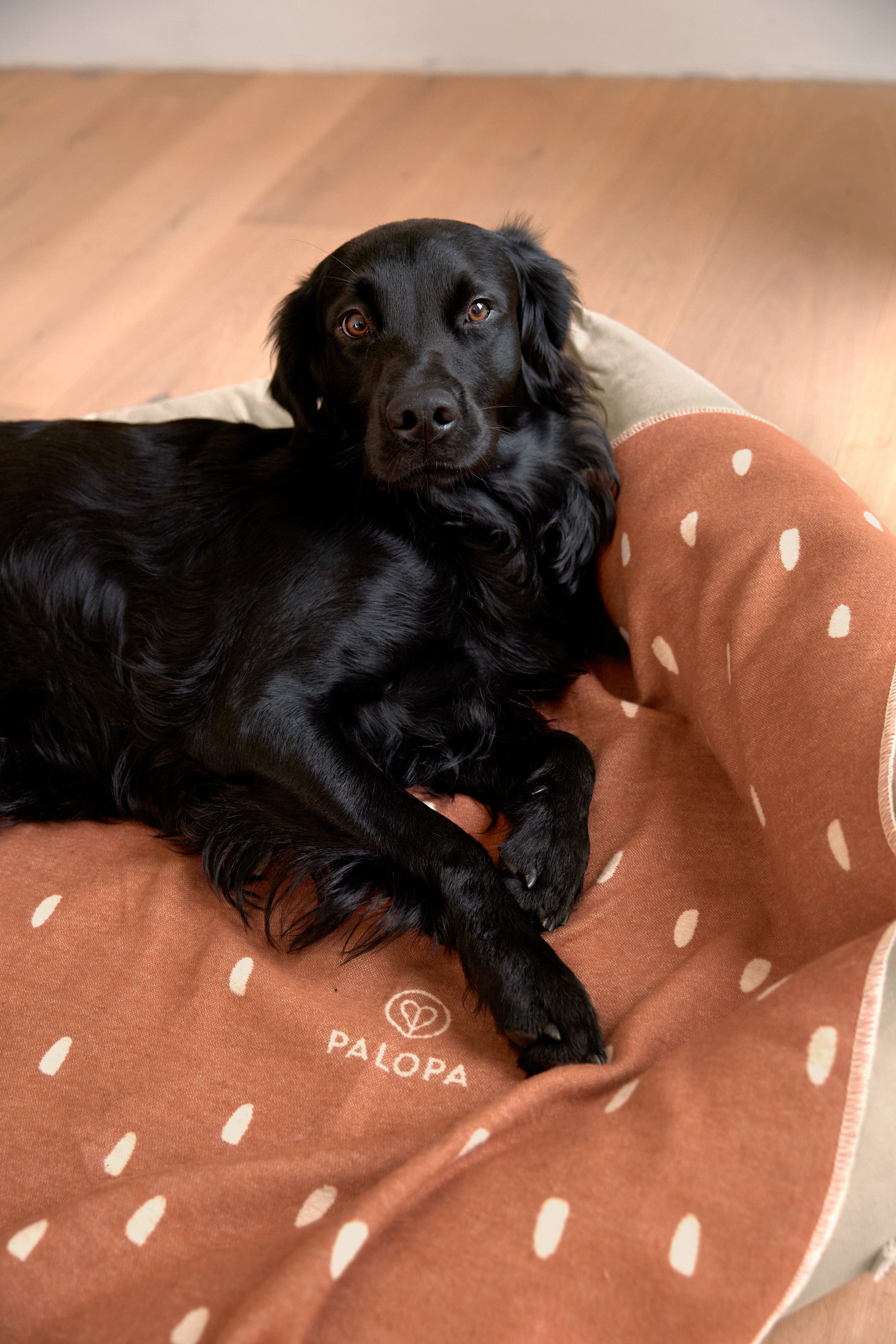 Hundedecke Ida Punkte Zimt Milchig