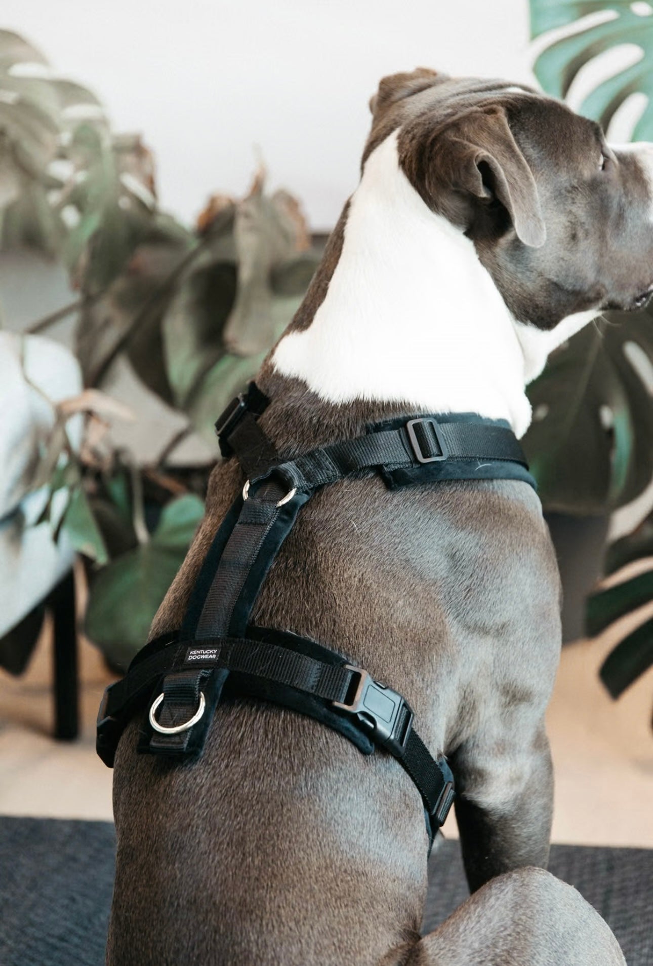 Hundegeschirr Aktiv Velvet Schwarz