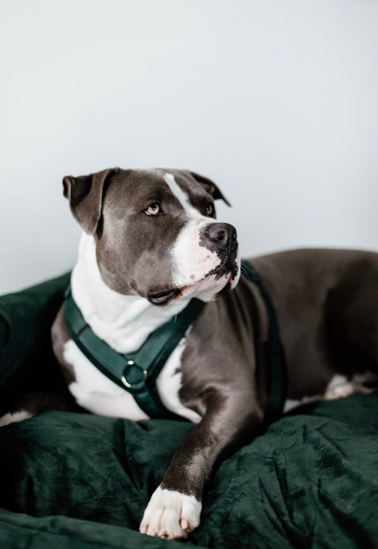 Hundegeschirr Aktiv Velvet Tannengrün