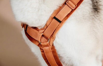 Hundegeschirr Aktiv Velvet Orange
