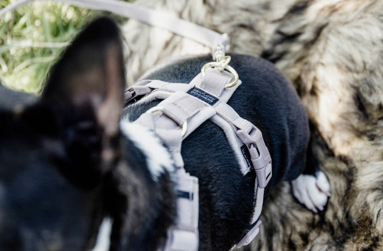 Hundegeschirr Aktiv Velvet Beige