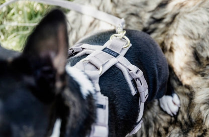 Hundegeschirr Aktiv Velvet Beige