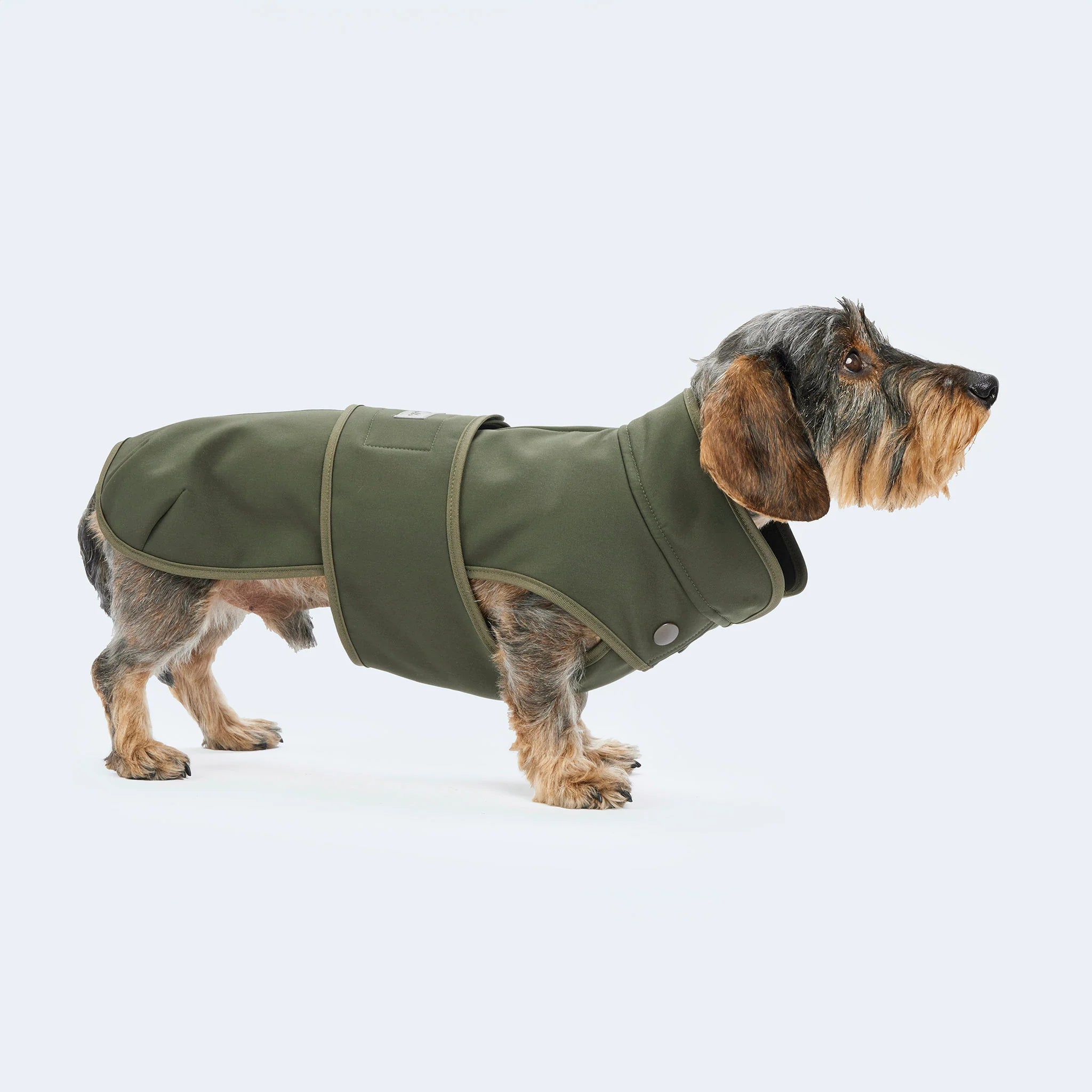 Hundemantel Dackel Softshell Olive