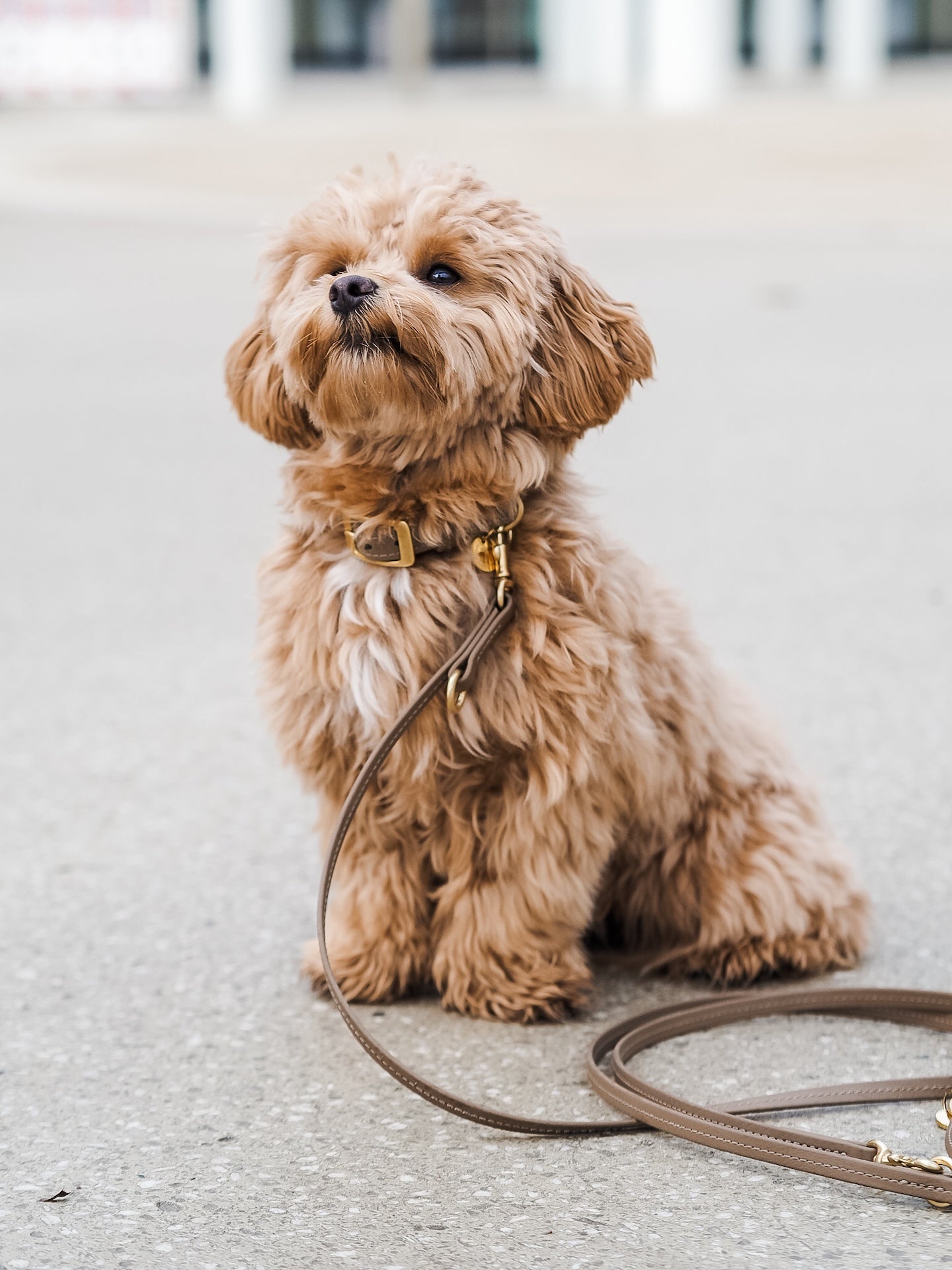Biothane Halsband Classic Small Mocca