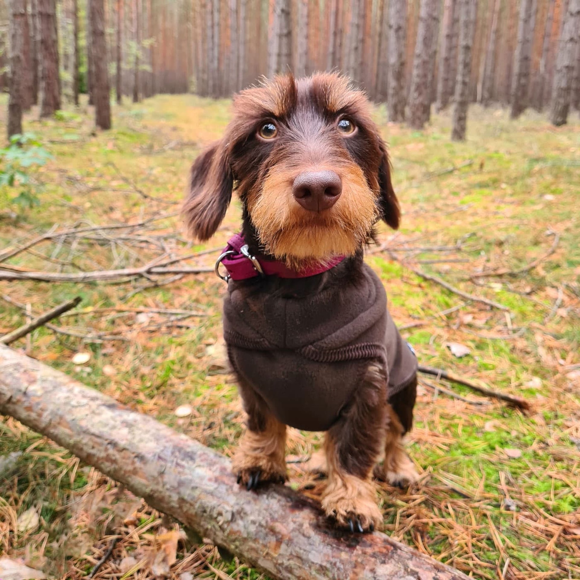 Hundepullover Polartec