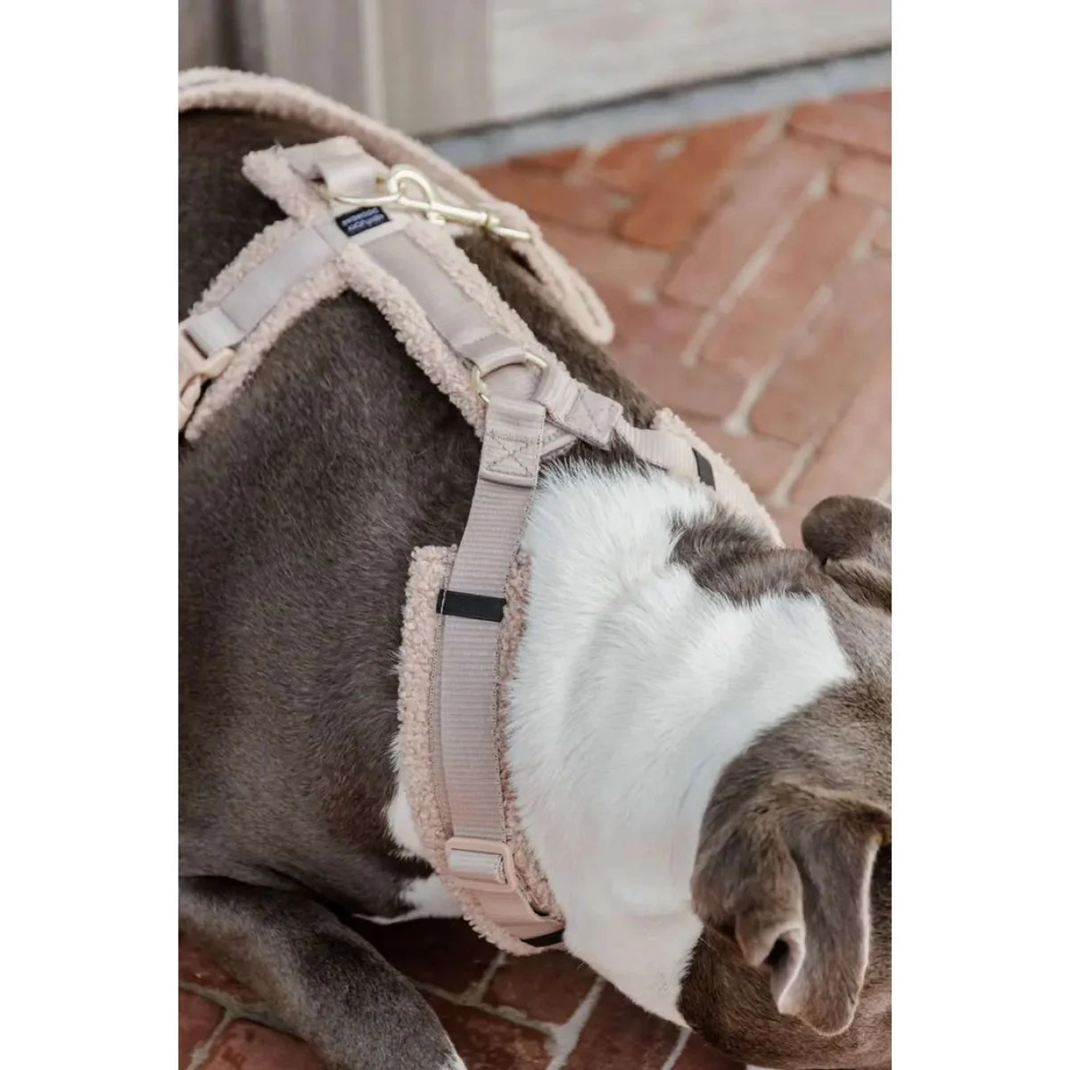 Hundegeschirr Aktiv Teddy Beige