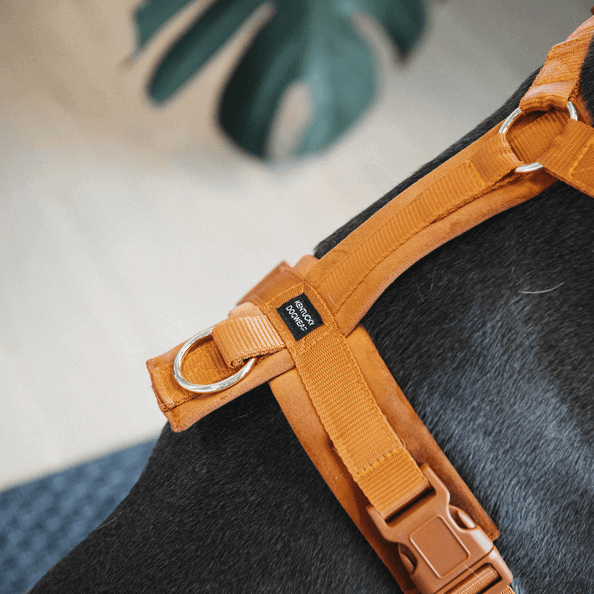 Hundegeschirr Aktiv Velvet Orange