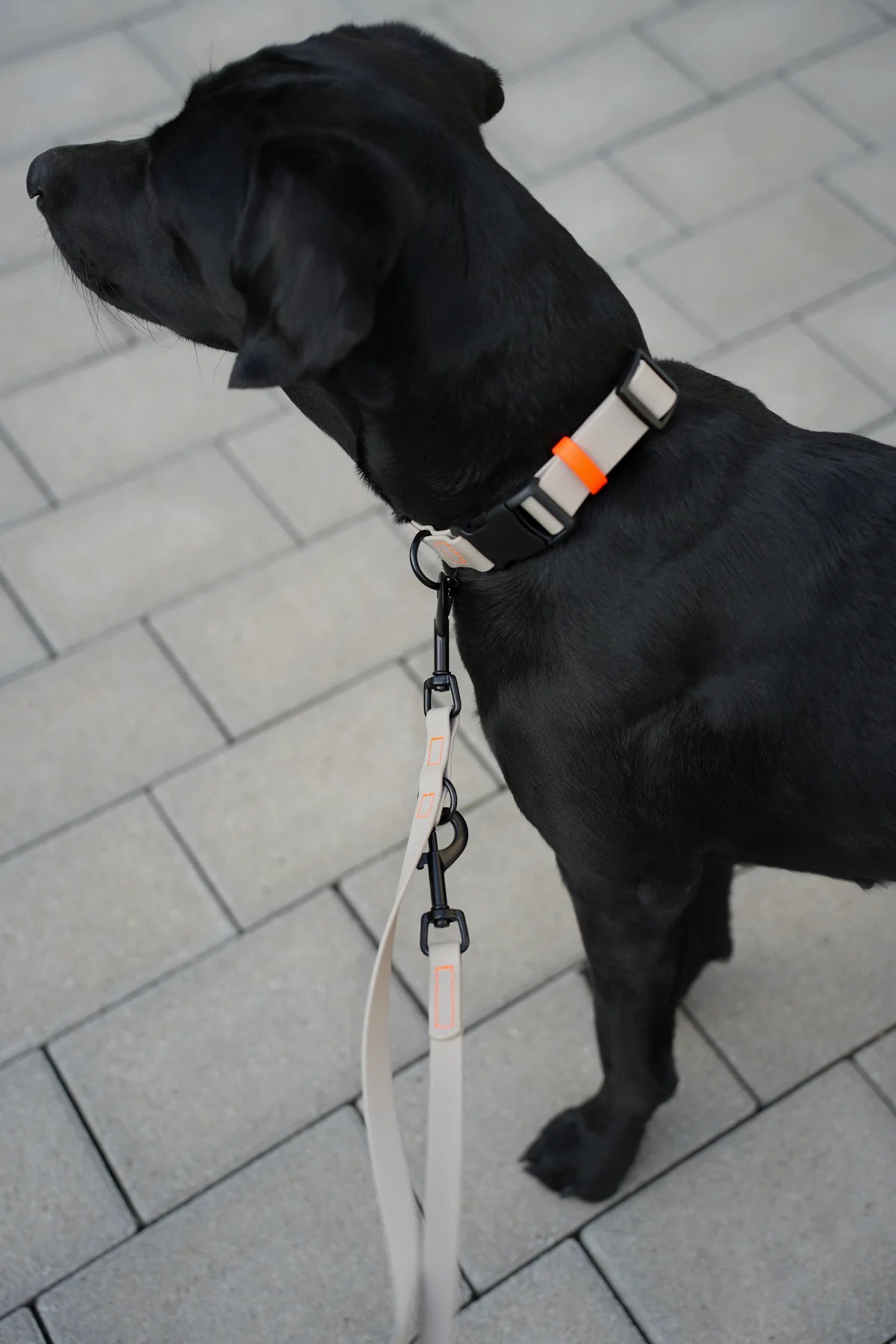 Biothane Halsband Nemi-Klick